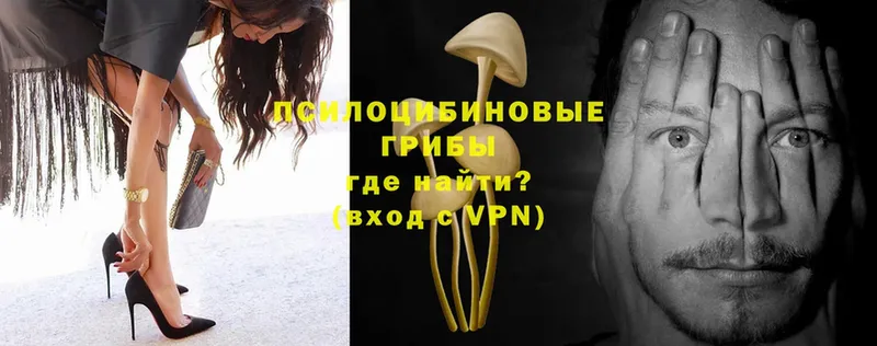 Псилоцибиновые грибы Psilocybe  Красный Кут 